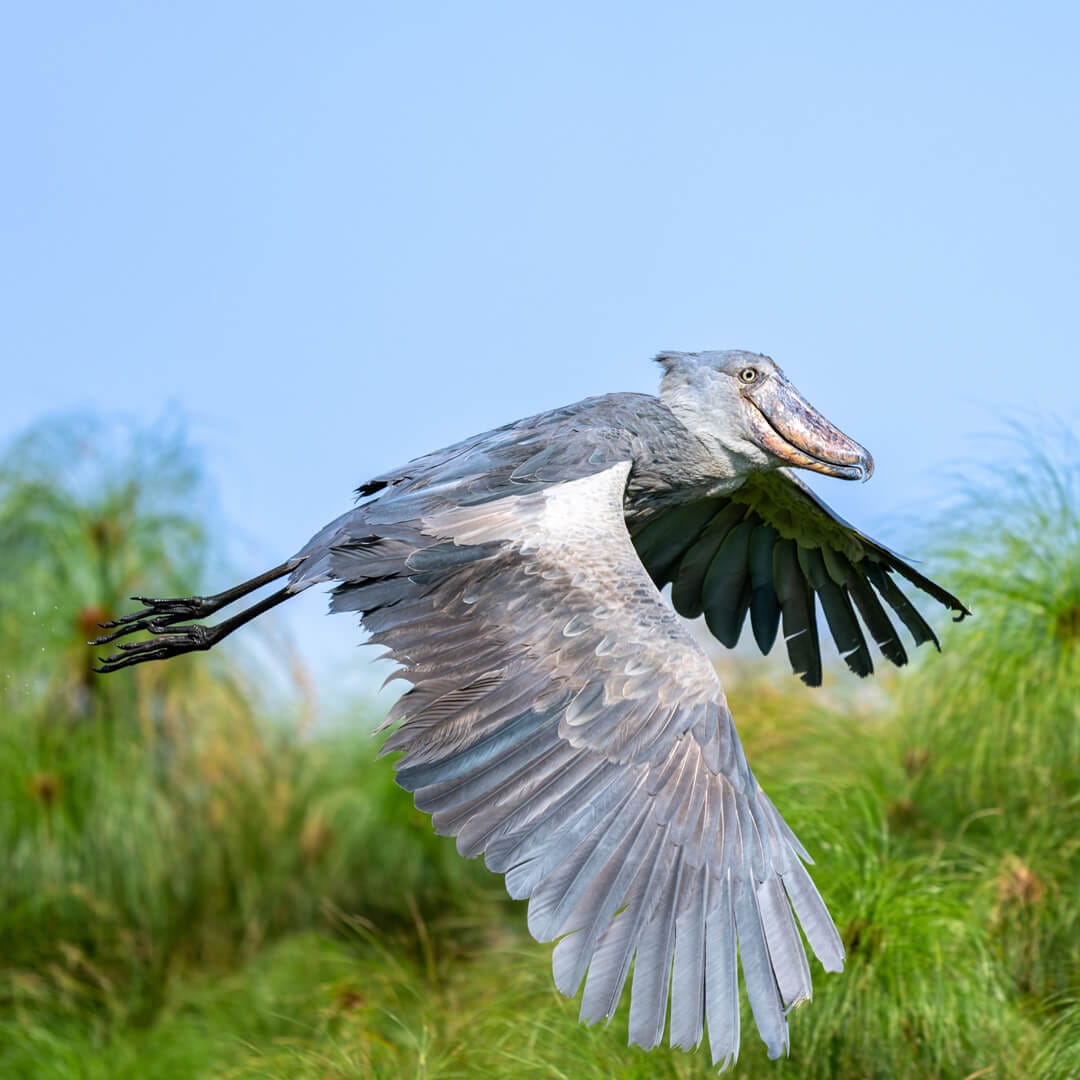 Shoebill flying over Mabamba wetland during Shoebill Tracking in Uganda