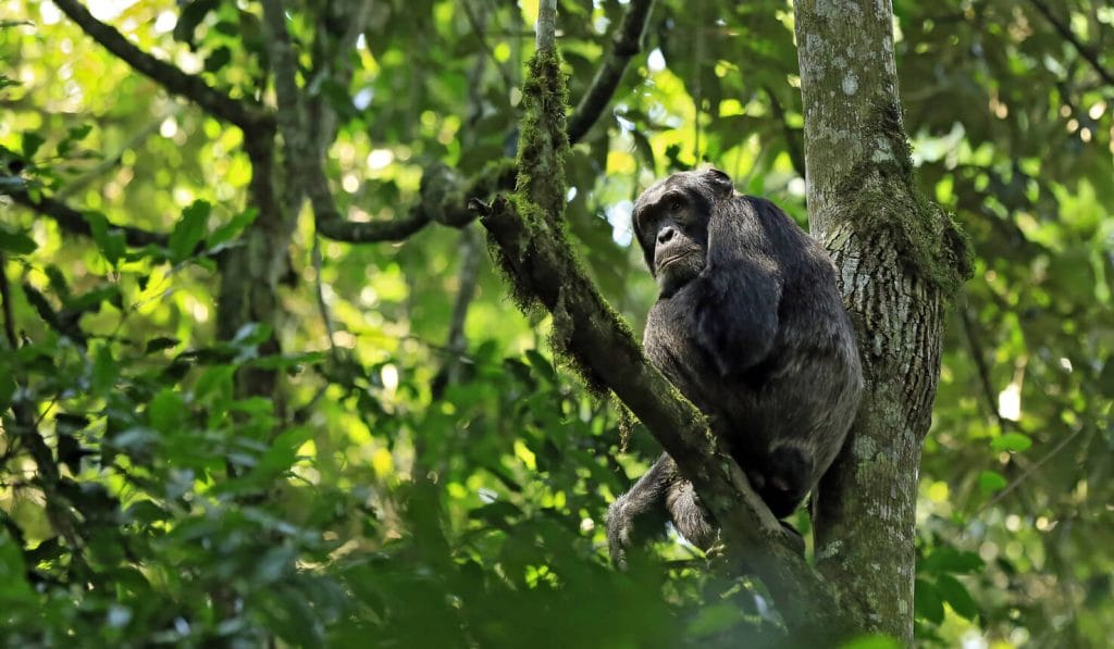 Tracking chimpanzees in Kibale National Park.