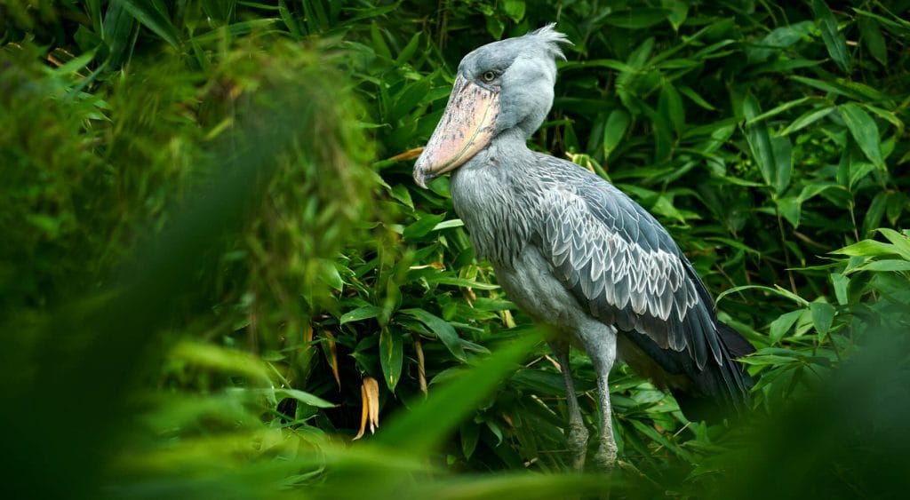 Shoebill standing in the papyrus wetlands of Mabamba Swamp near Entebbe, Uganda