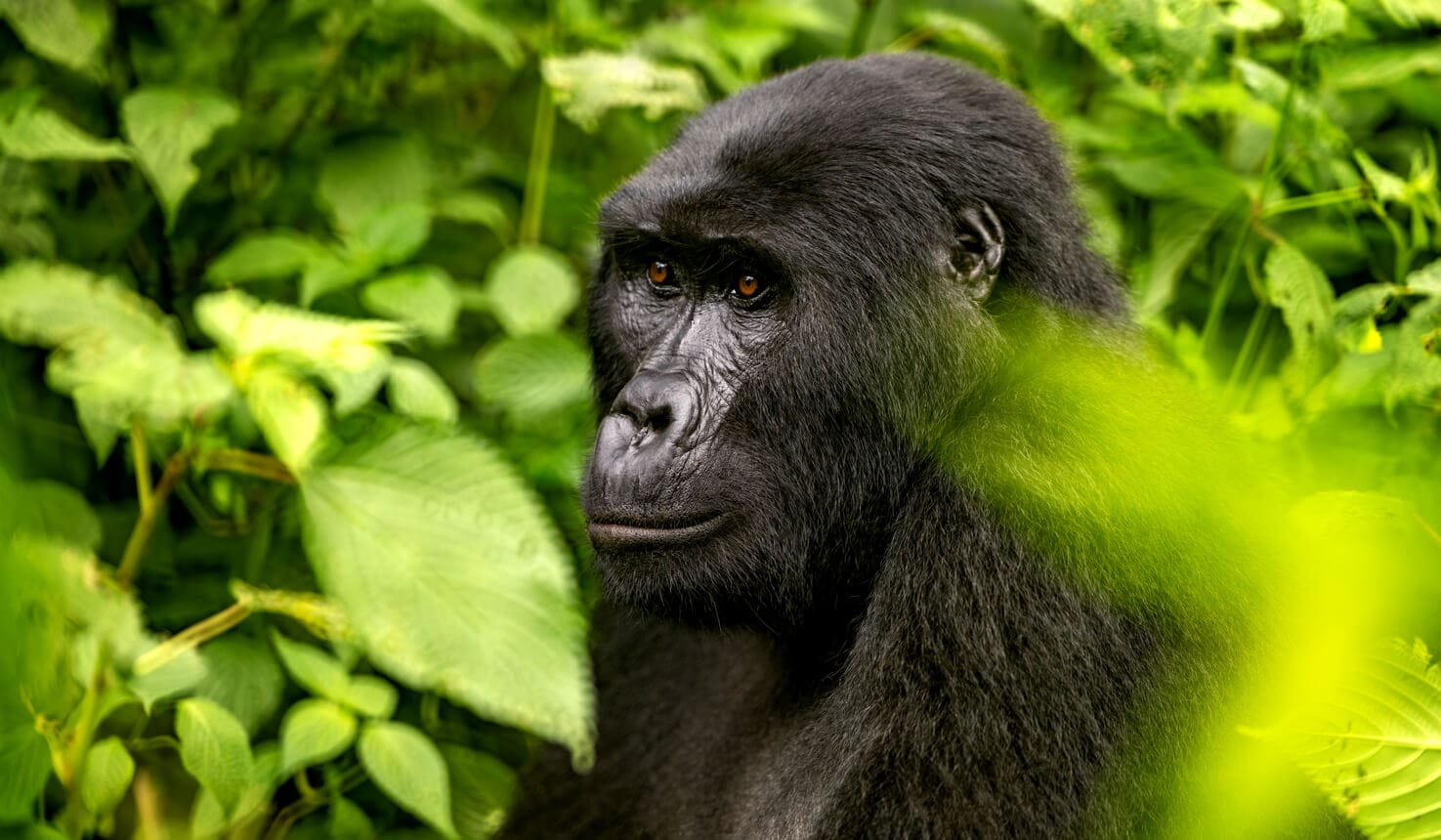 Adult mountain gorilla in Volcanoes National Park, Rwanda during a gorilla trekking safari