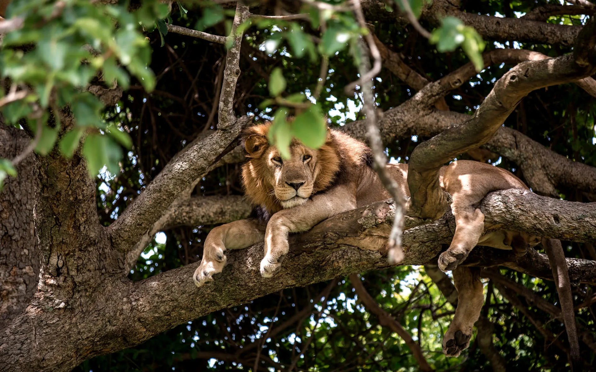 Tree-climbing lion resting in Uganda during a wildlife safari