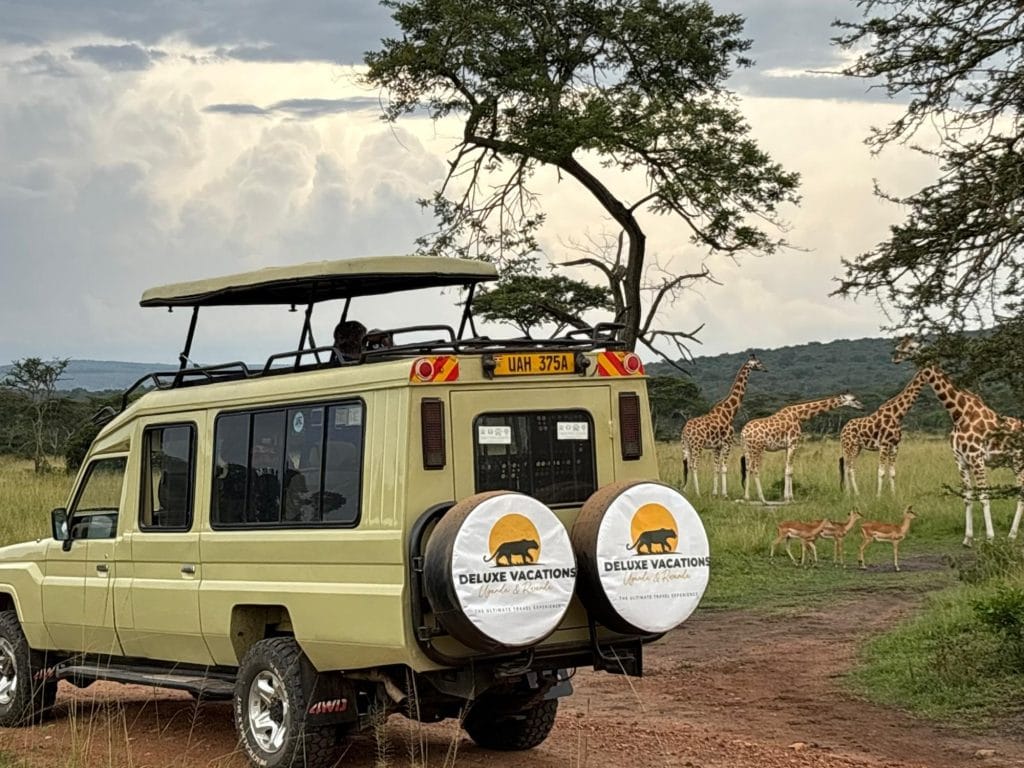 Safari vehicle viewing giraffes in Uganda during a wildlife safari, illustrating the best time to visit Uganda for year-round travel