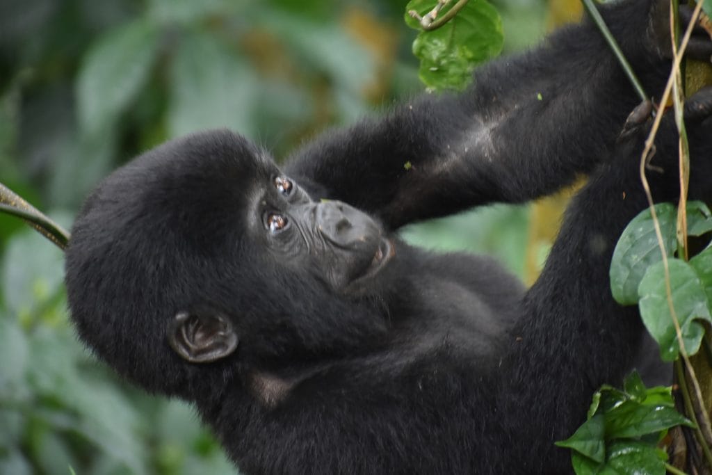 Young mountain gorilla in Bwindi Impenetrable Forest during gorilla trekking in Uganda
