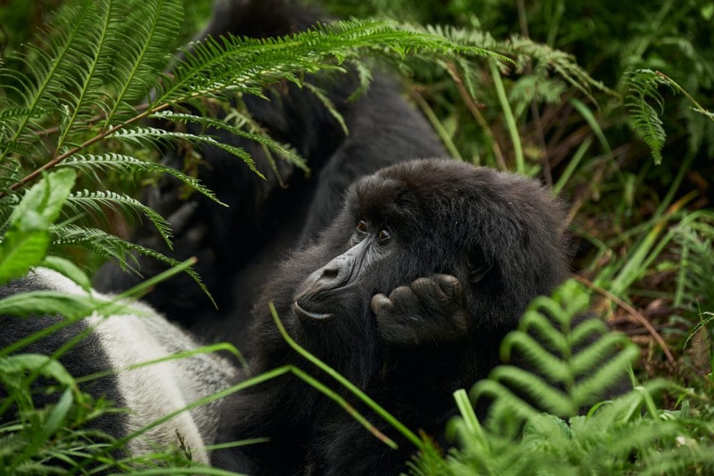 Mountain gorilla in Bwindi Impenetrable National Park during a Uganda honeymoon safari