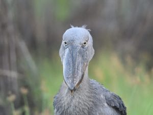A shoebill is Uganda's most saught after Bird.