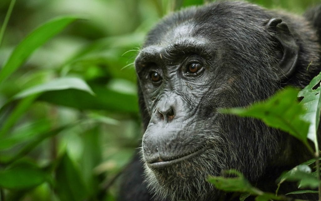 Chimpanzee tracking in Uganda at Kibale National Park