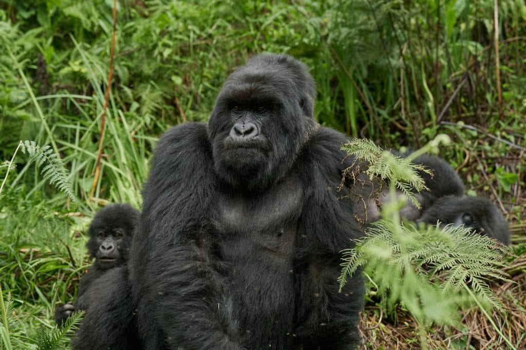 Couple enjoying gorilla trekking during a luxury Uganda honeymoon safari
