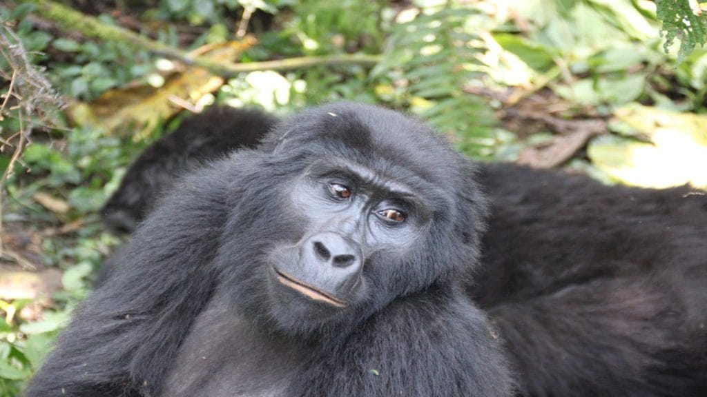 Mountain gorilla resting in Bwindi Impenetrable National Park, Uganda.