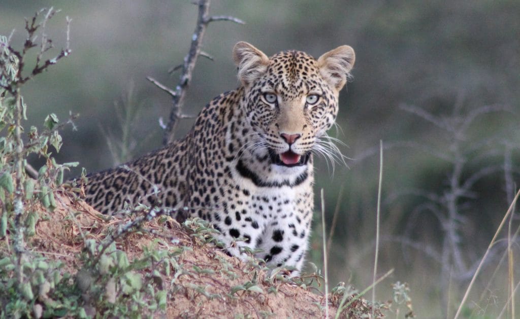 Leopard resting in Queen Elizabeth National Park during a Uganda safari.