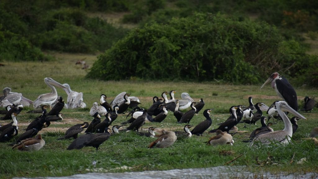 Waterbirds including pelicans, cormorants, Egyptian Geese and a Marabou Stork gathered along the banks of the Nile in Uganda.