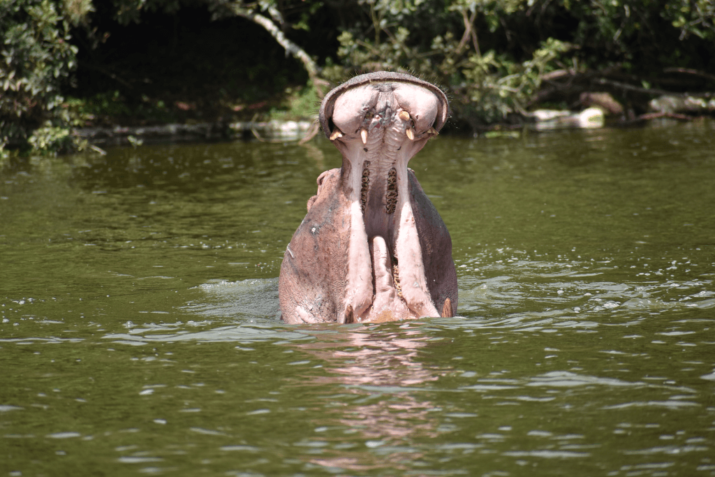 Hippos spend much of the day submerged in the calm waters of the Kazinga Channel.