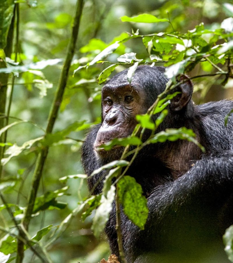 rwanda-expedition