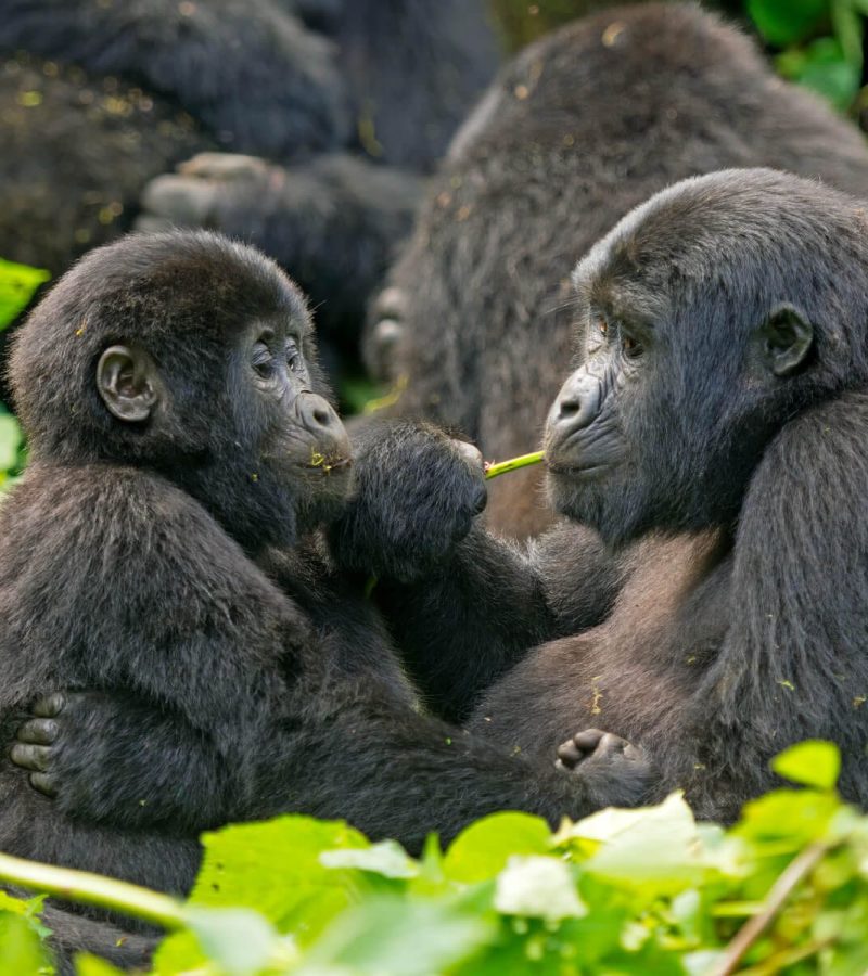 volcanoes-rwanda