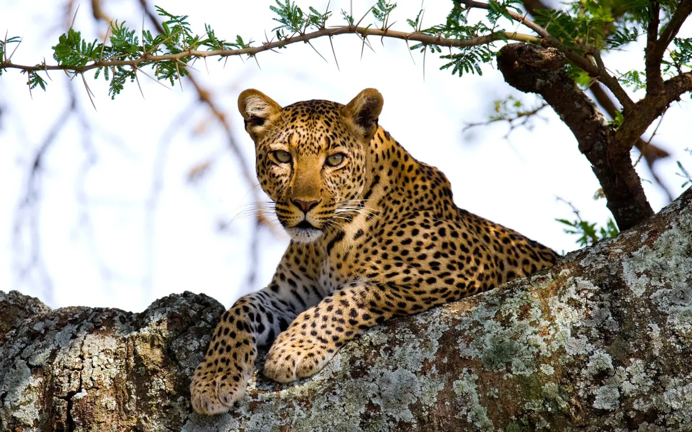 Leopard resting in the branches of a tree