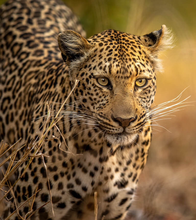 wildife-uganda-one