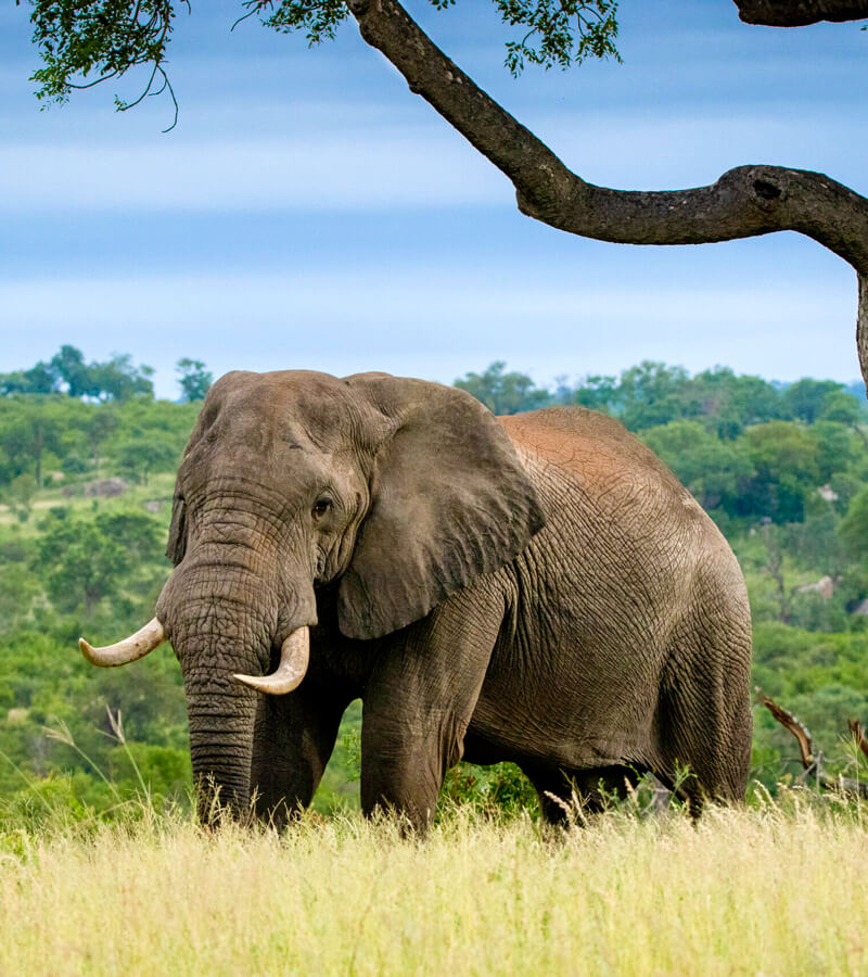 wildife-uganda