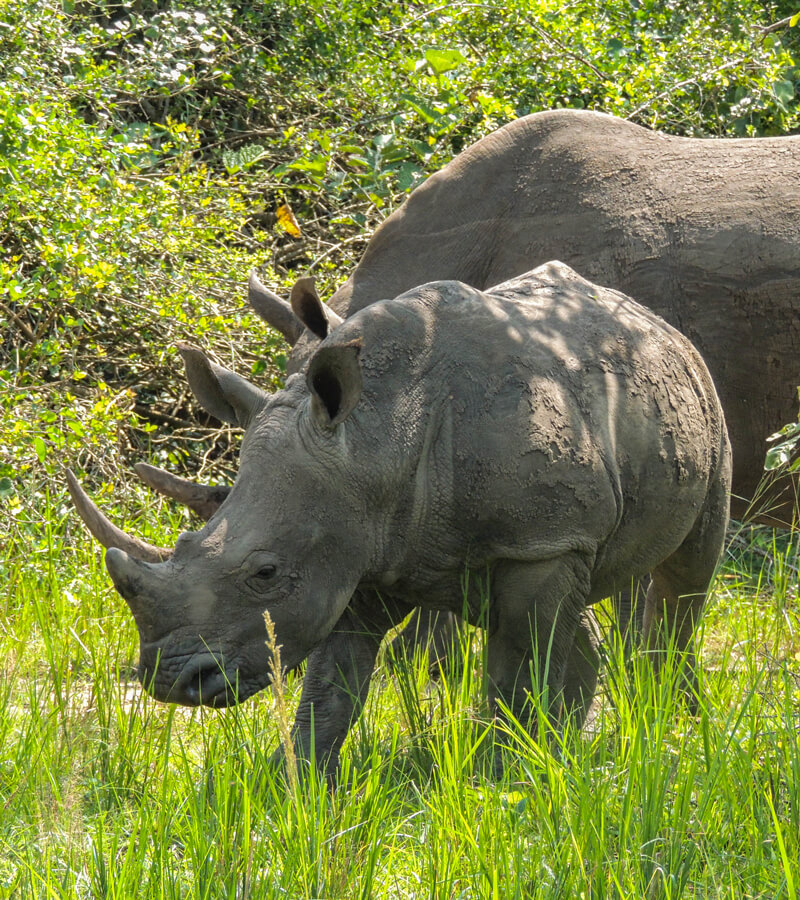 wildlife-uganda-three