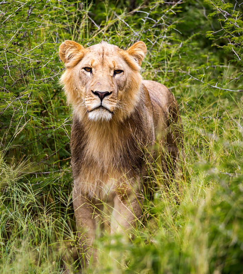 wildlife-uganda-two