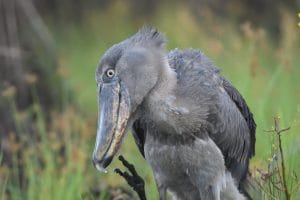 Uganda's iconic bird is the shoebill.