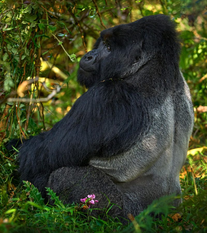 gorilla-volcanoes