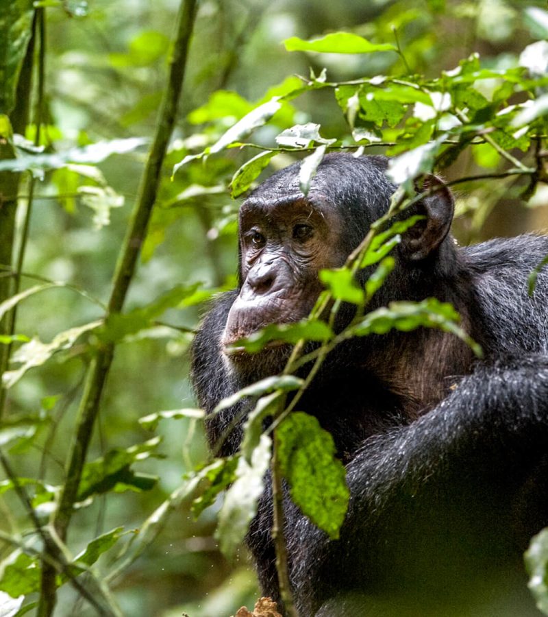 rwanda-expedition