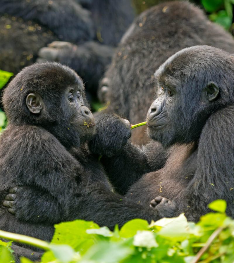 volcanoes-rwanda