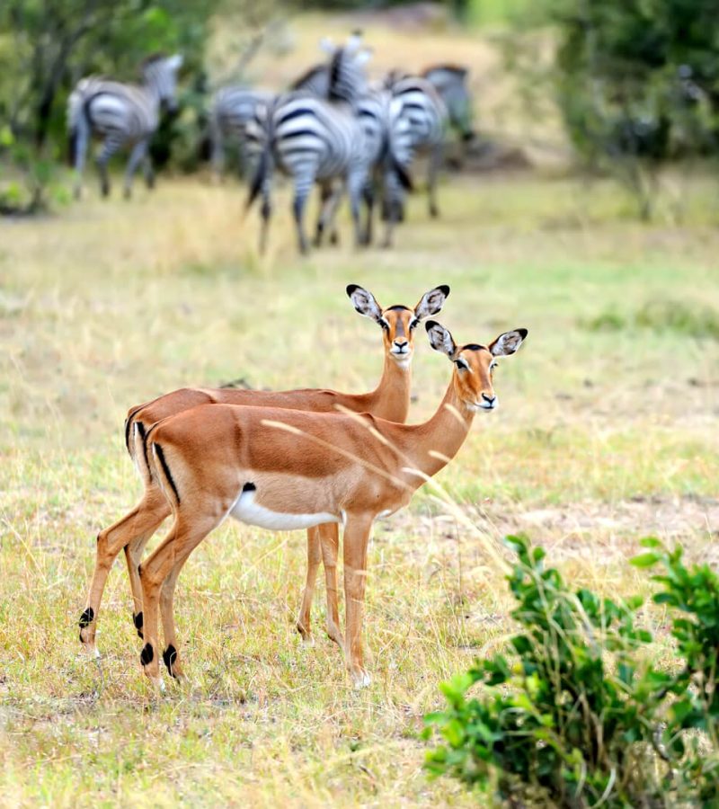 wildlife-akagera